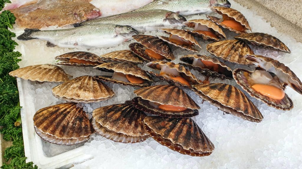 Coquilles Saint-Jacques dans de la glace - Camping 4 étoiles Lle Fanal